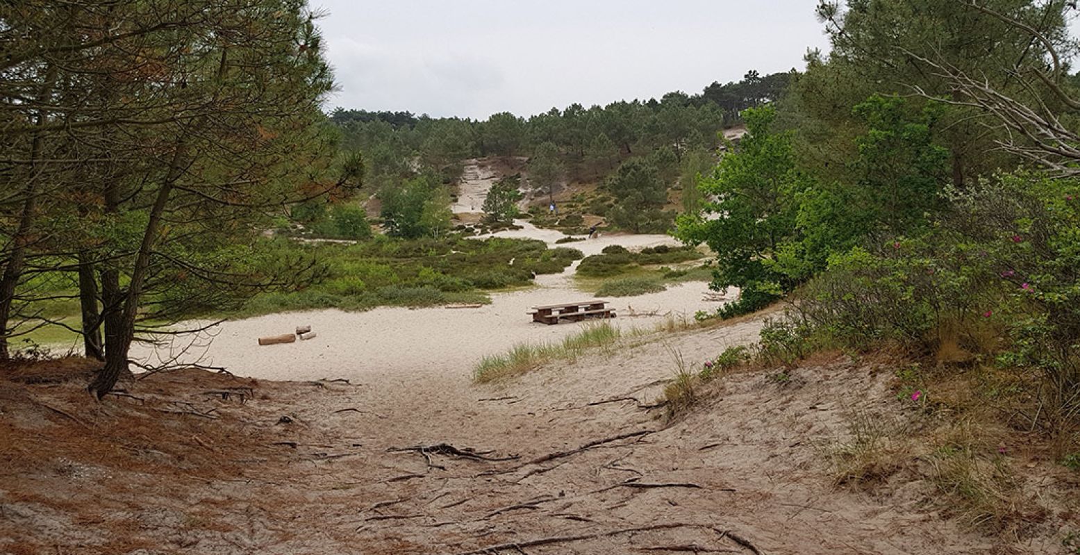 Hike over de toppen van de hoogste duinen van Nederland, de Schoorlse Duinen. Met flink klimmen en fraaie vergezichten. Foto: Henk Arendse