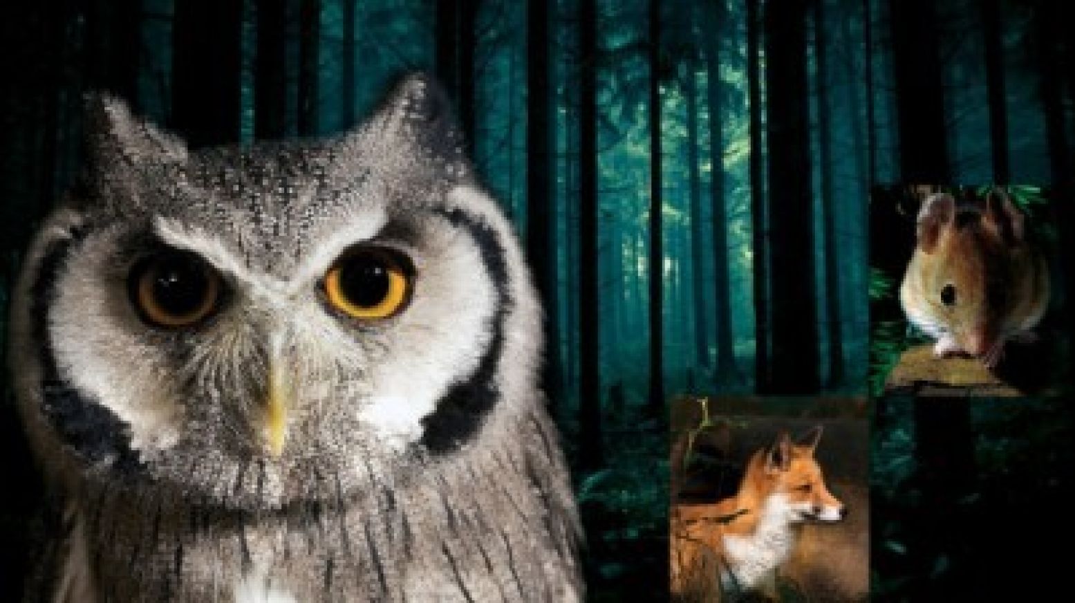 Ontmoet de dieren van het bos bij Over Nachten. Foto: bezoekerscentrum De Grote Rivieren