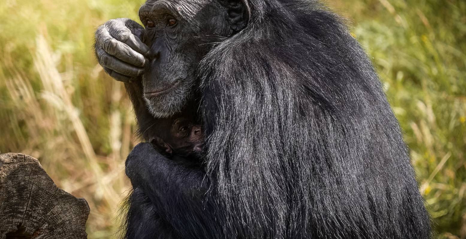 Lekker bij mama in de armen. Foto: Eindhoven Zoo © Lekker bij mama in de armen. Foto: Eindhoven Zoo ©