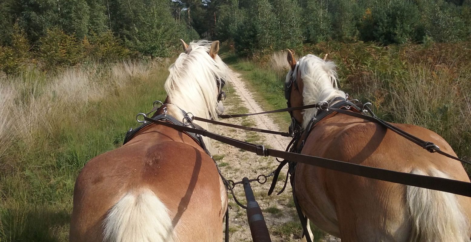 De paarden Max en Anton nemen je graag mee. Foto: Rijstal Venhof