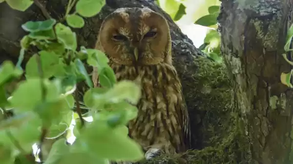 bosuil | Foto ge&uuml;pload door gebruiker Staatsbosbeheer.