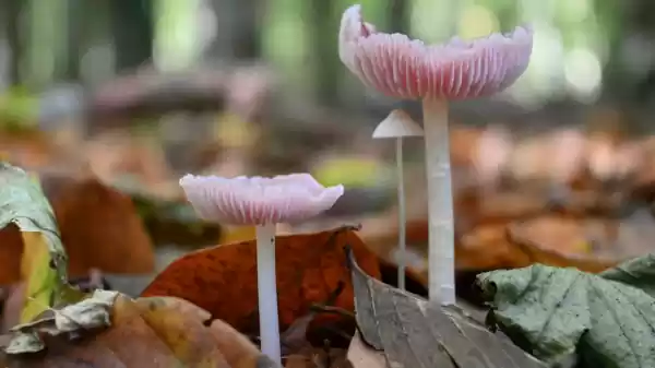 Op zoek naar paddenstoelen in de Lage Vuursche heksenschermpje | Foto geüpload door gebruiker Staatsbosbeheer.