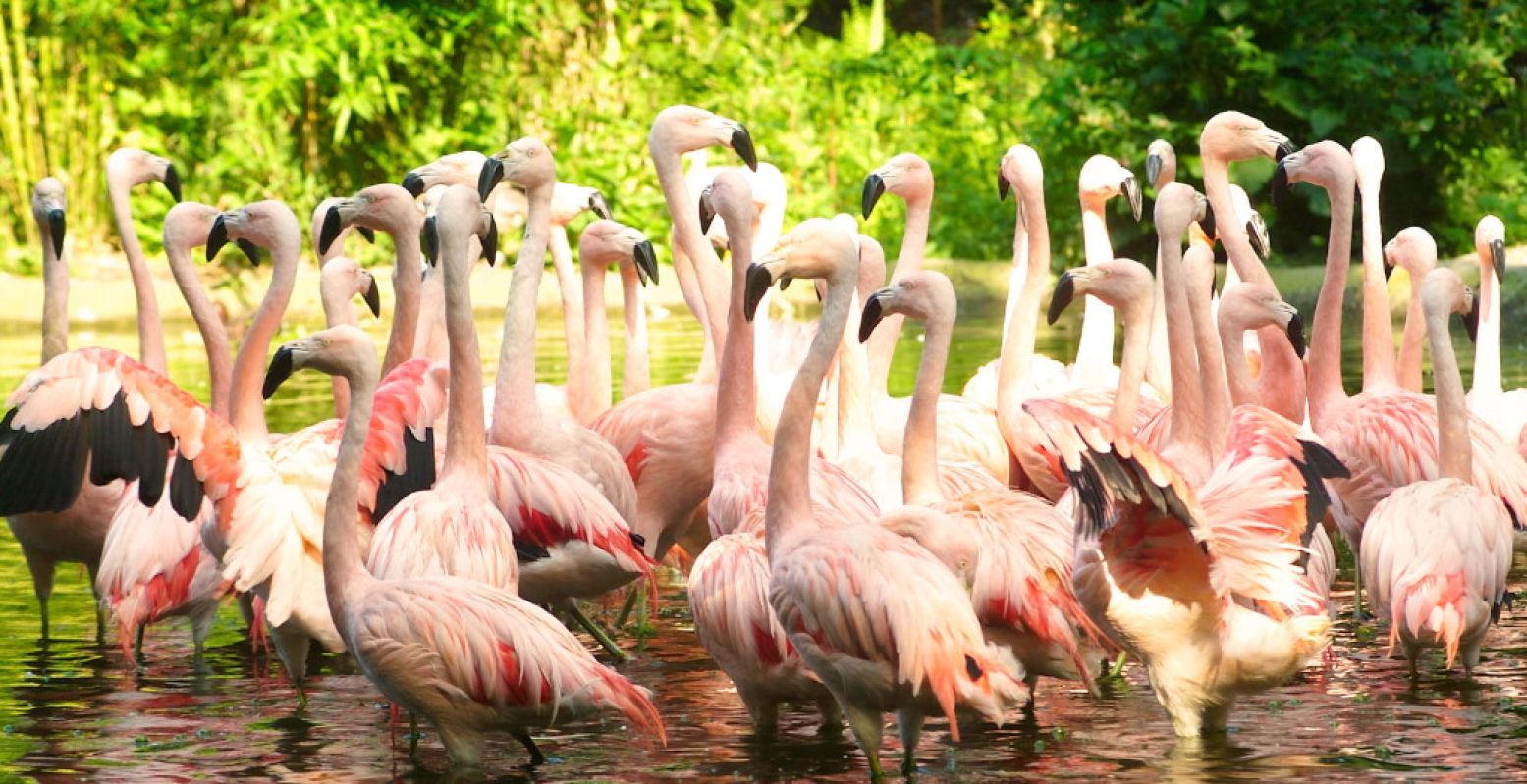 Zomeravond in de dierentuin. Foto: DierenPark Amersfoort