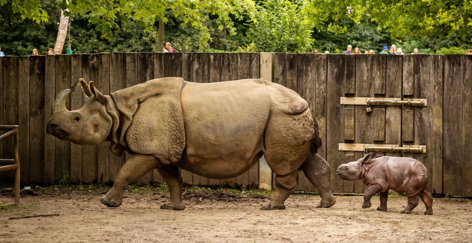 Samen met mama naar buiten. Foto: ZOO Planckendael ©