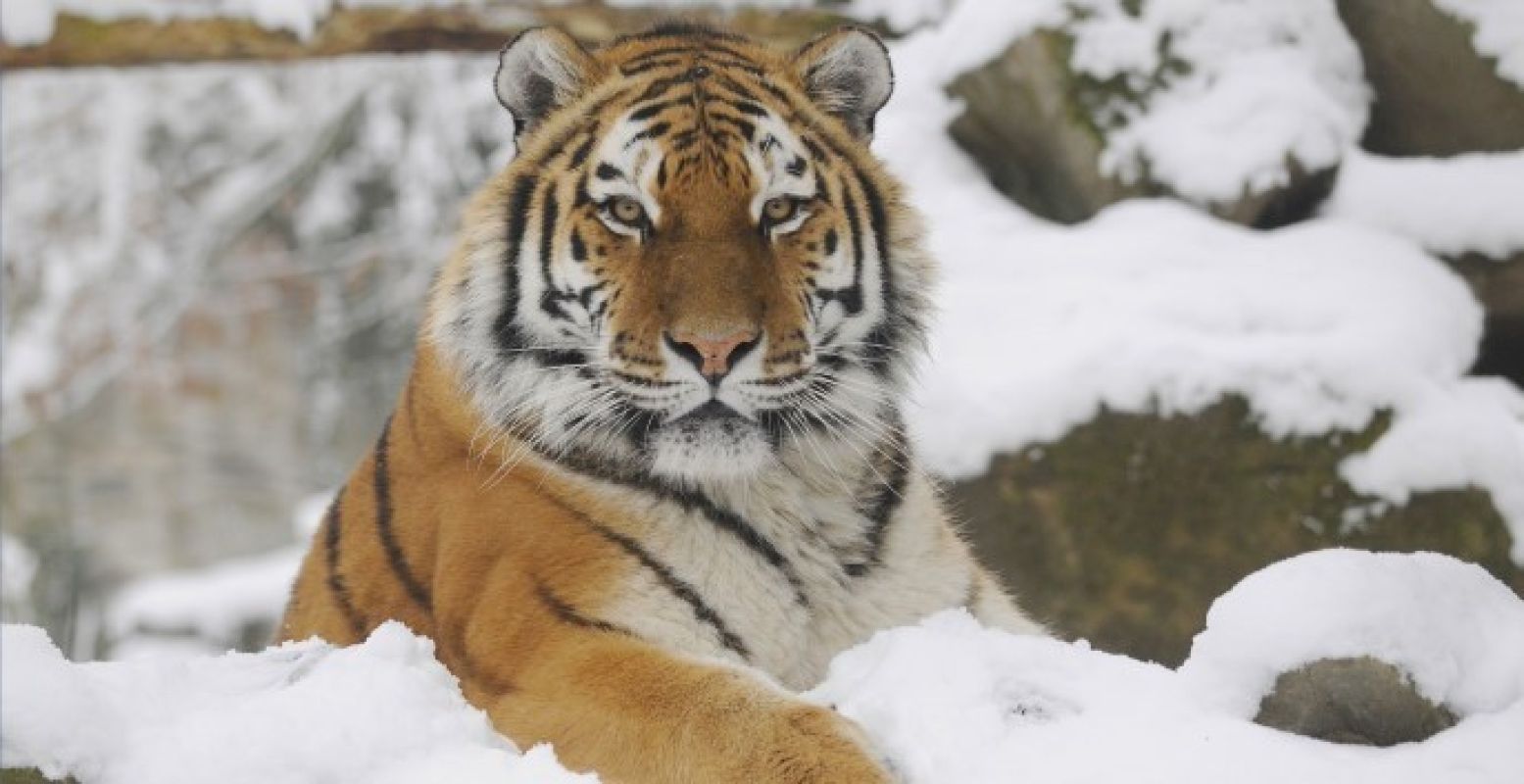 Een winters plaatje uit Ouwehands Dierenpark. Foto: Ouwehands Dierenpark Rhenen