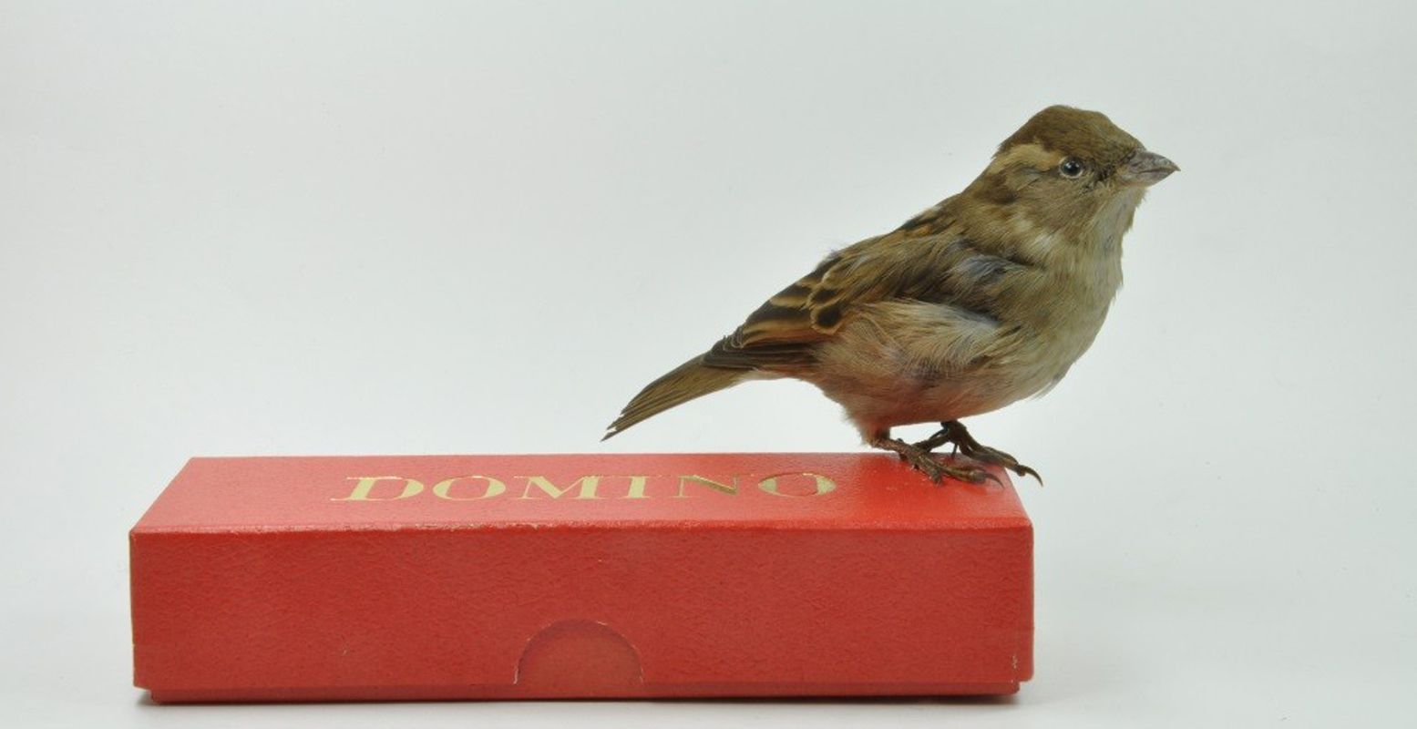 De Dominomus is te zien in het museum. Foto: Natuurhistorisch Museum Rotterdam