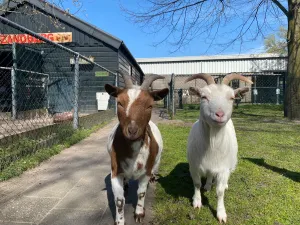 Kinderboerderij De Zandberg Foto: Breda Marketing © Kinderboerderij Zandberg