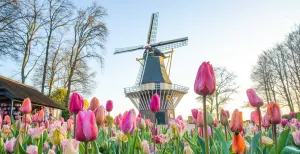 Keukenhof bestaat 75 jaar: vier het feest mee! Beleef de lente in Keukenhof. Foto: Keukenhof