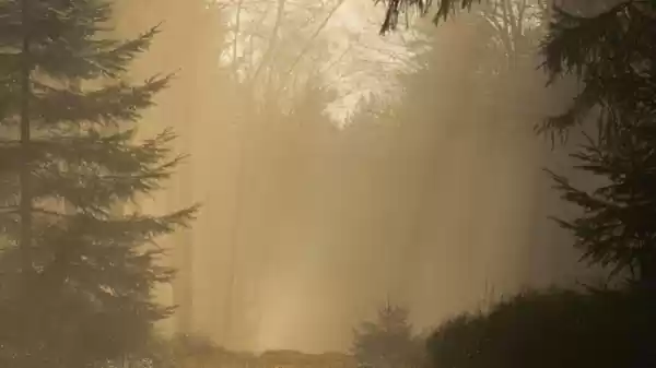 Eindejaarswandeling boswachterij Ommen bos mistig | Foto geüpload door gebruiker Staatsbosbeheer.