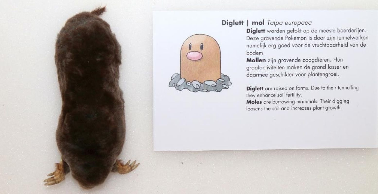 Een gravende Pokémon! Copyright: Garry Bakker/Natuurhistorisch Museum Rotterdam