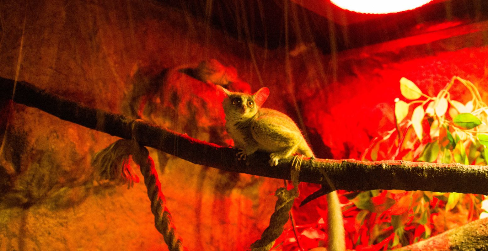 De galago is de kleinste primaat van Afrika. Foto: DagjeWeg.NL