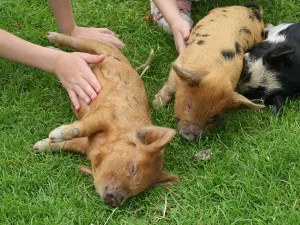 Lief hÃ¨? Kune kune biggetjes! Foto: Inger van der Laan