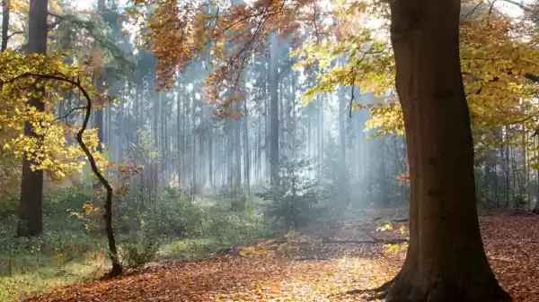Herfstwandeling Austerlitz Een paadje in het bos in de herfst | Foto geüpload door gebruiker Staatsbosbeheer.