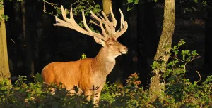 De leukste dagjes uit met mooi weer! Het zonnetje schijnt op hert Hubertus midden in Het Nationale Park De Hoge Veluwe. Foto: © Ton Heekelaar