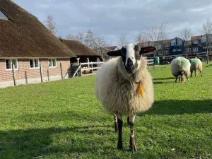 Speciaal Schaapscheerdersfeest & Markt Eigen foto Natuurboerderij de BrinkhorstFoto geüpload door gebruiker.
