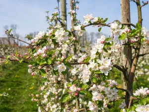 Foto: Gemeente Haarlemmermeer © Jur Engelchor fotografie