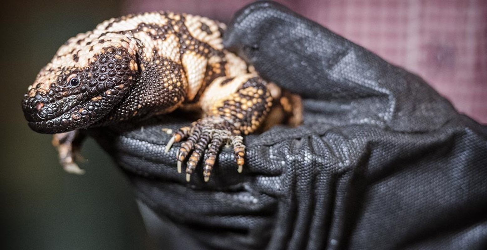 Het gilamonster: een van de giftige beesten in de tentoonstelling in Naturalis. Foto: Naturalis © Marten van Dijl.