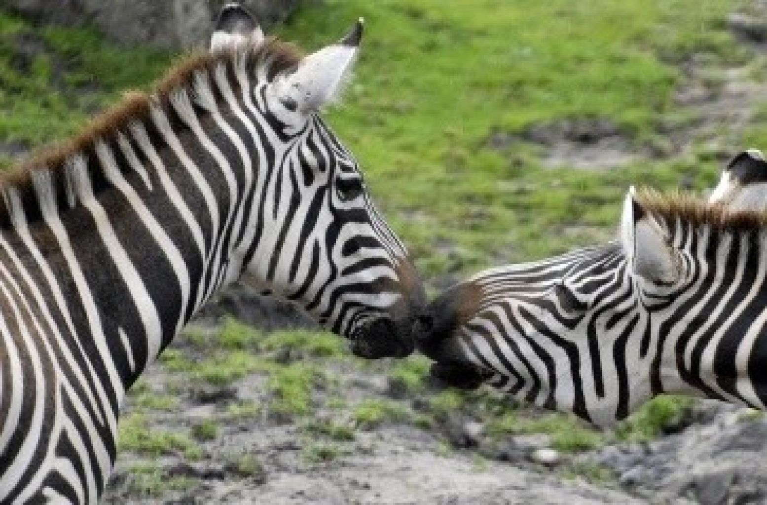 Zebrahengst en merrie, een koppel voor het leven! Foto: Dierenpark Emmen