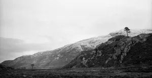 Ontdek de noordelijke wouden in expositie Borealis Twee granny pines staan eenzaam op kale rotsen in Schotland. Hier zijn ze druk bezig met het planten van bomen om het Caledonian Forest terug te krijgen. Foto: Jeroen Toirkens - Courtesy Kahmann Gallery