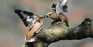 Vogels spotten op de Hoge Veluwe