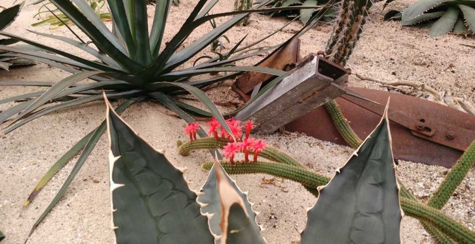 Cactussen dor en dood? Echt niet! Sommigen krijgen prachtige bloemen. Foto's: Linda Morren.