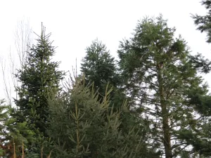 Door de zeeklei staan er forse bomen bij Beemster Arboretum. Foto: DagjeWeg.NL