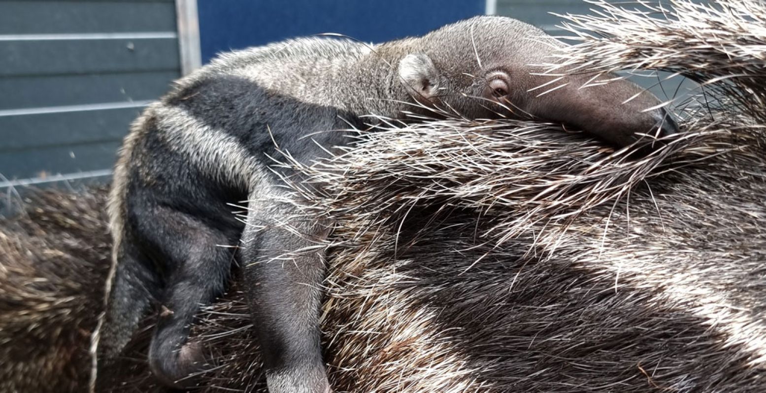 Het reuzenmierenetertje op de rug bij moeder. Foto: ZooParc Overloon
