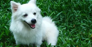 Dagje uit met de hond Met je trouwe viervoeter naast je is het uitstapje compleet. Foto: FreeImages .