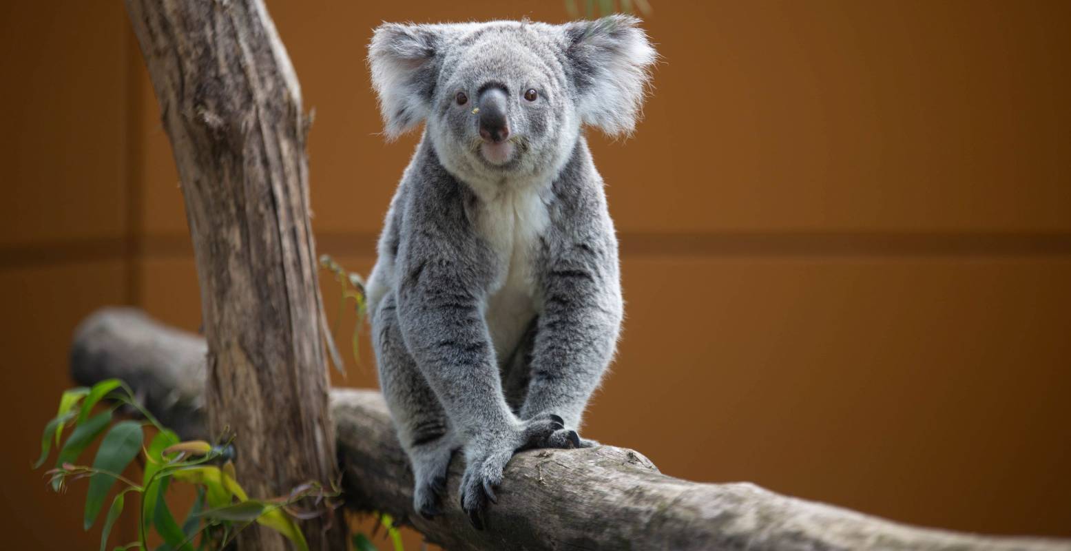 Vrouwtjeskoala Leumeah in het buitengedeelte van Koalia. Foto: © Ouwehands Dierenpark