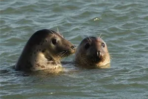 Spot een zeehond! Foto: MS Onrust.