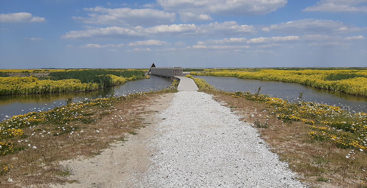 Wandelen door de nieuwe natuur op het Haveneiland, met overal weidse uitzichten om je heen. Foto: Natuurmonumenten @ Dirk Wijnen