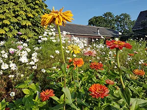 Zomerbloemen Pluktuin - creatieve workshops