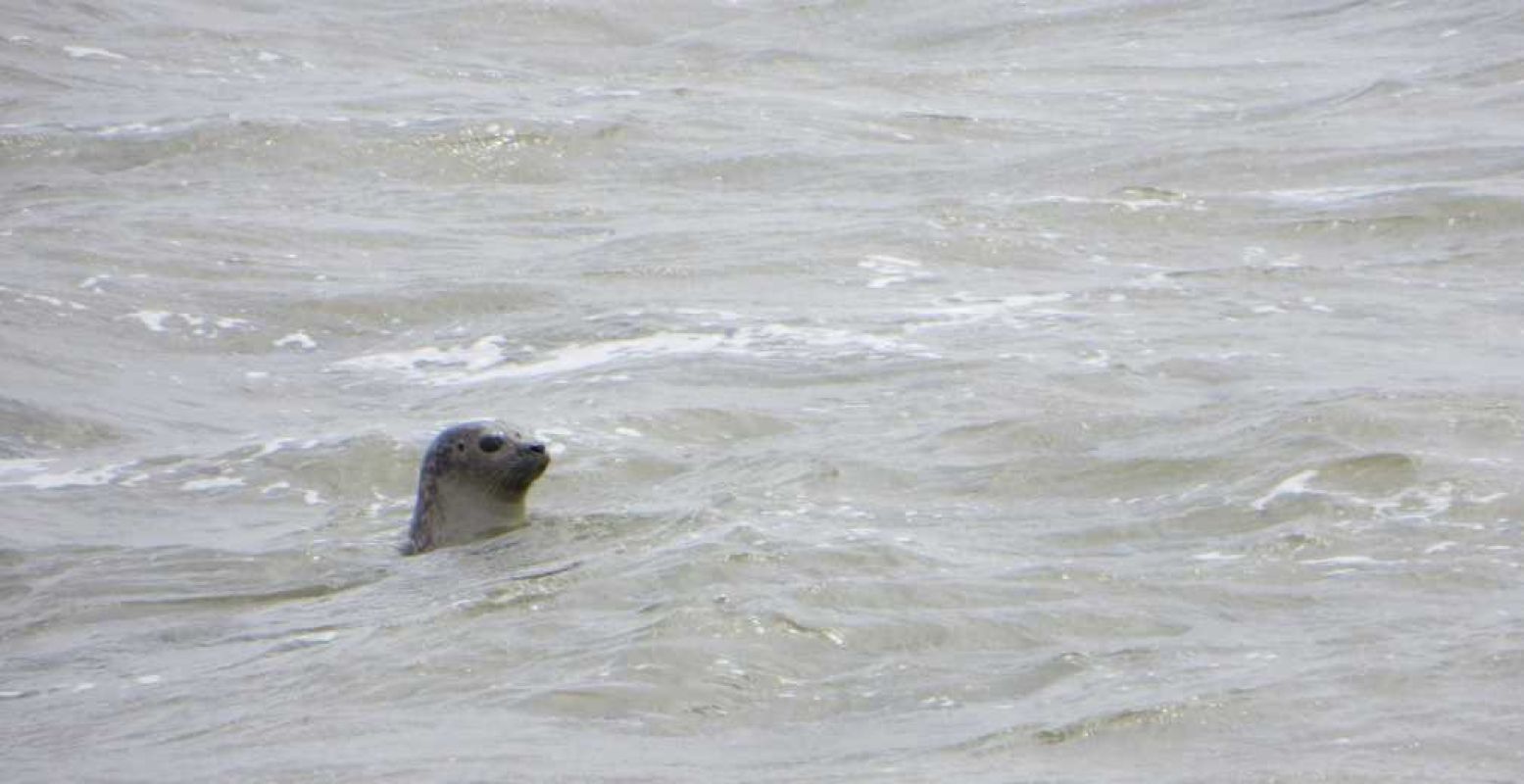 'Seal'. Foto:  evil nickname . Licentie:  Sommige rechten voorbehouden . Bron:  Flickr.com 