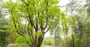 Bosbaden op Landgoed Mookerheide Bosbaden op Landgoed MookerheideFoto geüpload door gebruiker Natuurmonumenten.