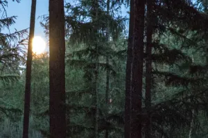 Vollemaanwandeling Vierhouterbos Volle maan schijnt tussen naaldbomen doorFoto geüpload door gebruiker Staatsbosbeheer.