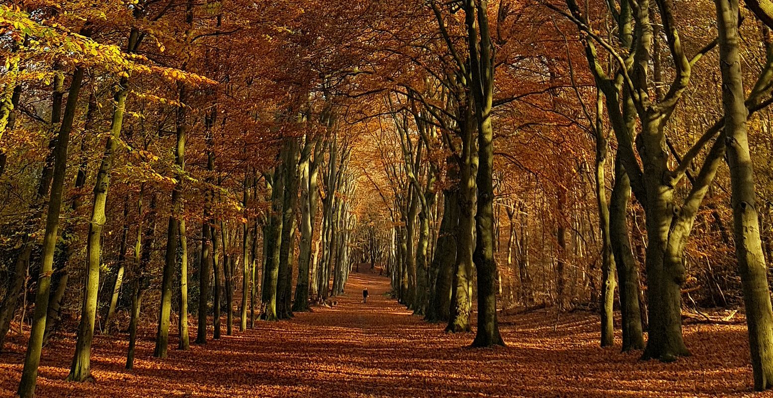 Wandelen in de herfst is genieten van de prachtige herfstkleuren. Foto: DagjeWeg.NL © Tonny van Oosten
