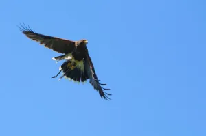 Rondvliegende roofvogels in Rotterdam