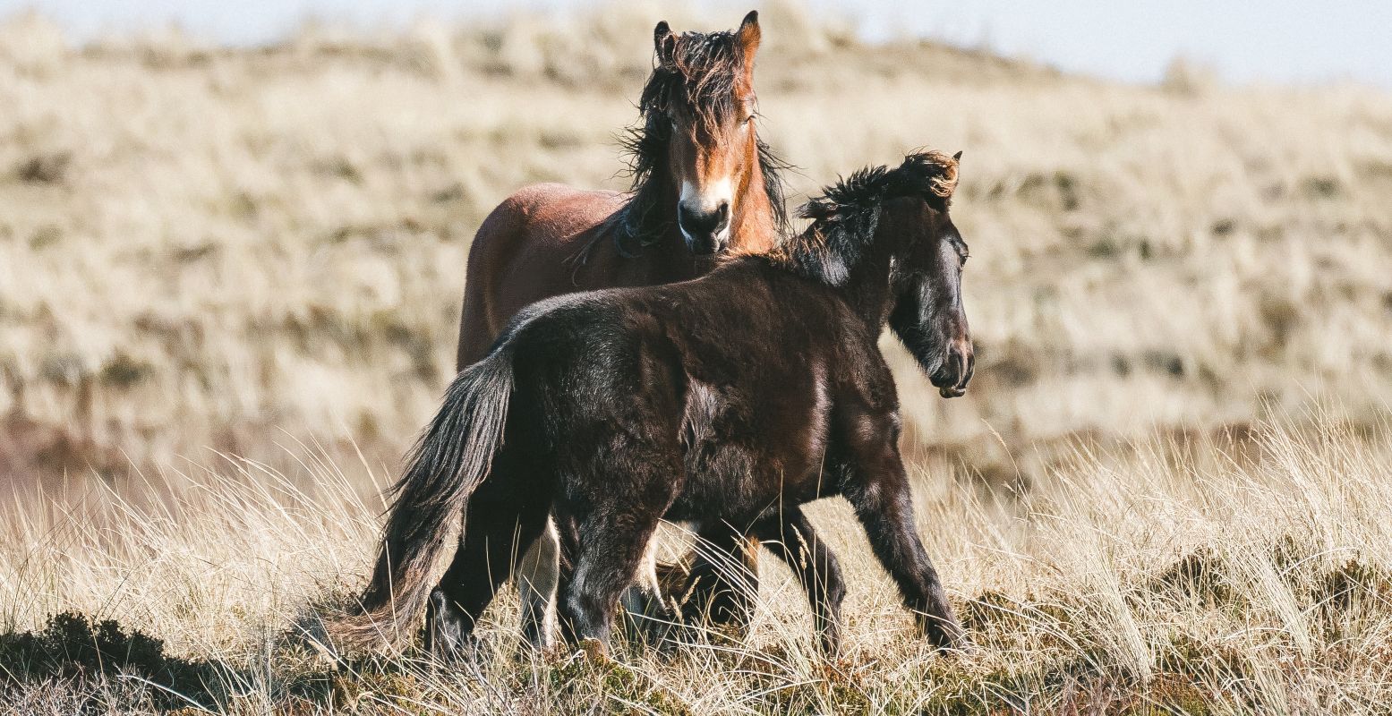 Misschien kom je op Terschelling wel de wilde pony's tegen die de duinen begrazen. Foto: Sies Kranen via  Unsplash 