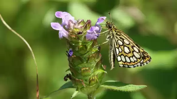 Vlinders in de Groote Peel Vlinder | Foto ge&uuml;pload door gebruiker Staatsbosbeheer.
