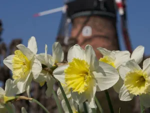 Molen de Koornbloem Foto: Provincie Zeeland © Ria Overbeeke