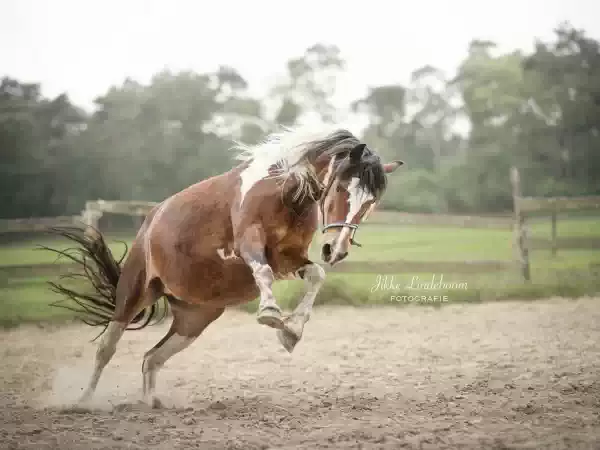 Paard in vrijheid. Foto: Jikke Lindeboom Paard in vrijheid. Foto: Jikke Lindeboom