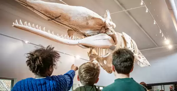 NAVIGO Visserijmuseum Ontmoet potvis Valentijn, een lokale bekende in Oostduinkerke. Foto: Gemeente Koksijde © Sofhie Legein
