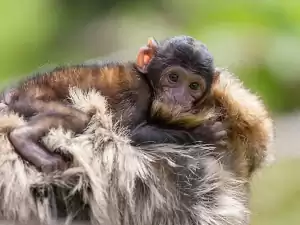 Een berberaapje. Foto: Apenheul.