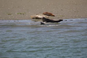 Zeehonden safari vanuit Zierikzee