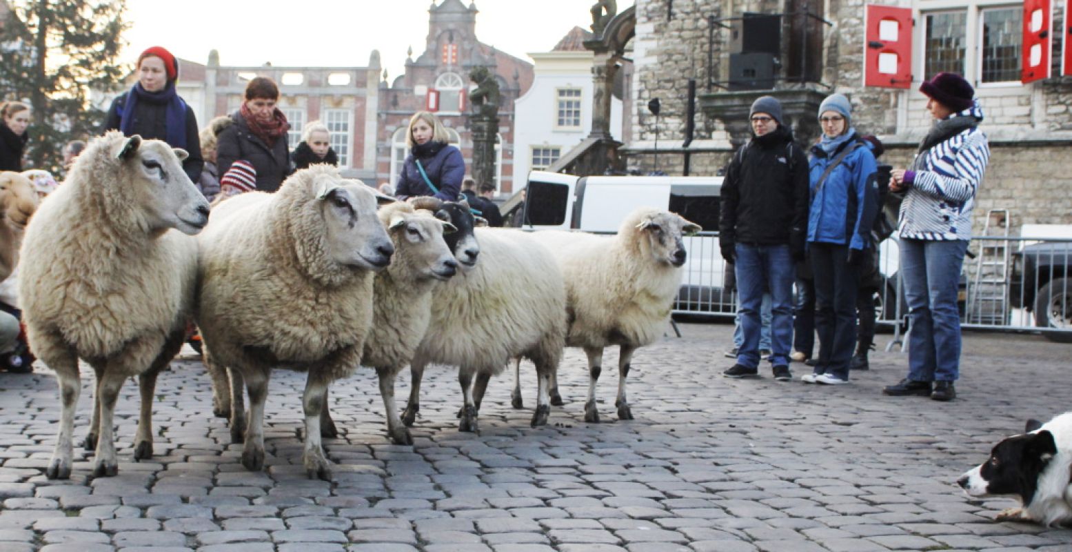 De schapen zijn onderweg naar de levende kerststal. Foto: Astrid den Haan.