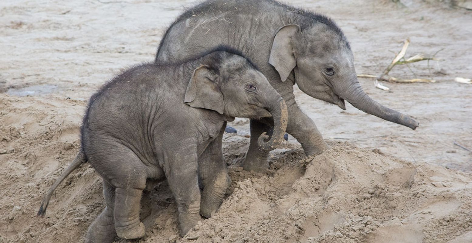 Niet pas geboren, maar wel heel schattig om te zien: de vorig jaar geboren olifantjes. De capriolen van deze twee peuters zie je in de olifantenvallei van WILDLANDS. Foto: WILDLANDS