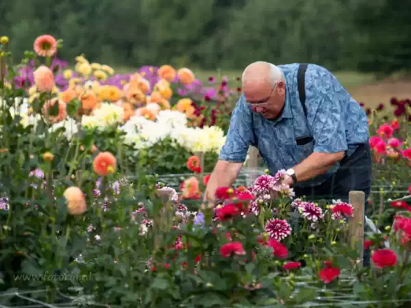 Dahliatuin Rekken Foto: Bloemencorso Rekken