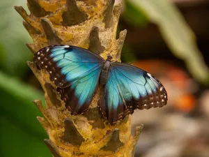 Lori's eten in de Lorituin uit je hand. Foto: Orchideeën Hoeve