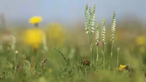 orchidee | Foto ge&uuml;pload door gebruiker Staatsbosbeheer.
