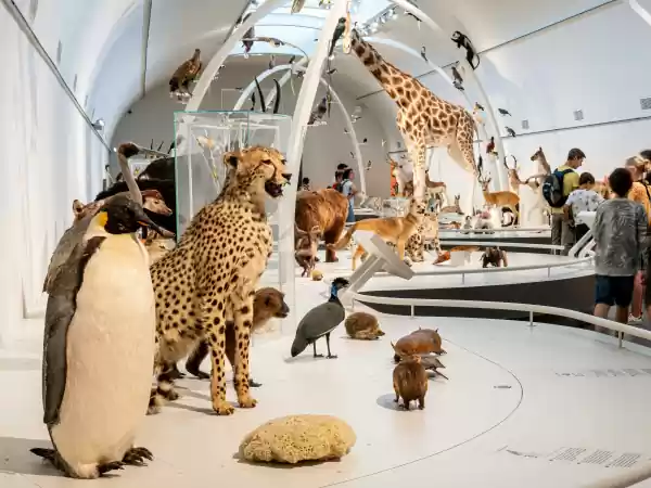 In het Instituut leer je alles over de natuurlijke wereld. Foto: Instituut voor Natuurwetenschappen Brussel ©